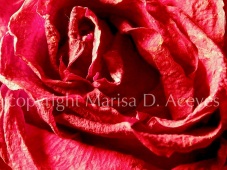 Abstract Nature- Old Rose